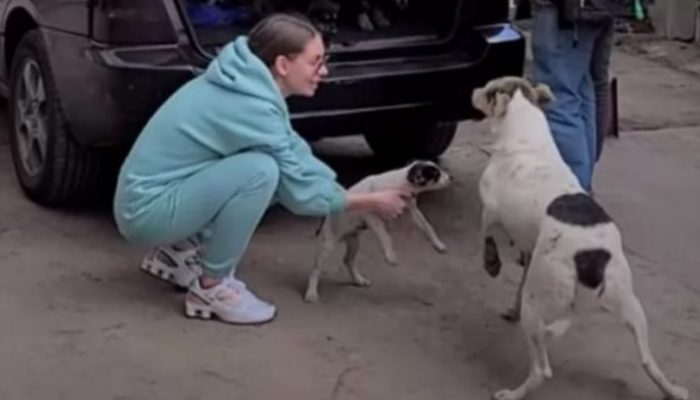 By the time the mother dog arrived to the vehicle, her nine pups had been taken from her and were on the verge of being abandoned on the street