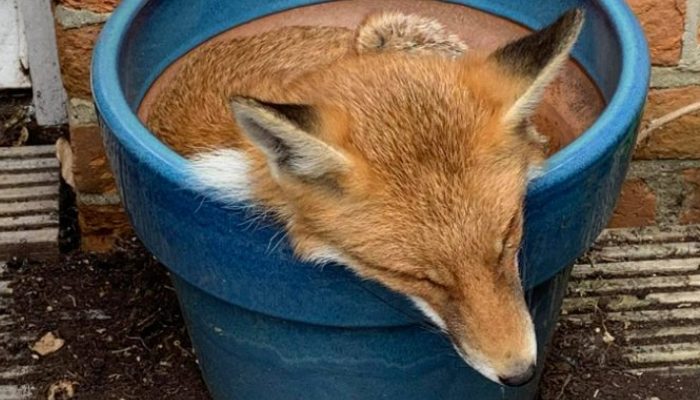 When a baby fox finds a woman's yard, she immediately claims it as hers