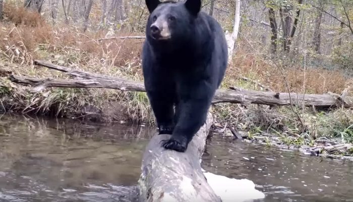 Surveillance cameras record every animal that passes their little bridge