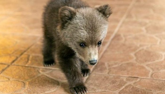 The community had numerous residents, but only one noticed the bear cub and rescued him