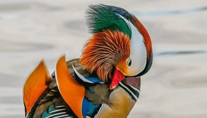 The mandarin duck, one of the most common ducks in the world, is an excellent subject for study and photography