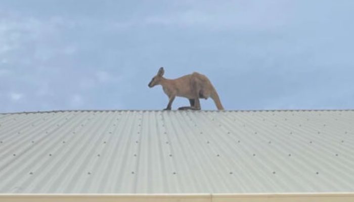 The people who were watching what was going on were baffled as to how the animal had gotten up there