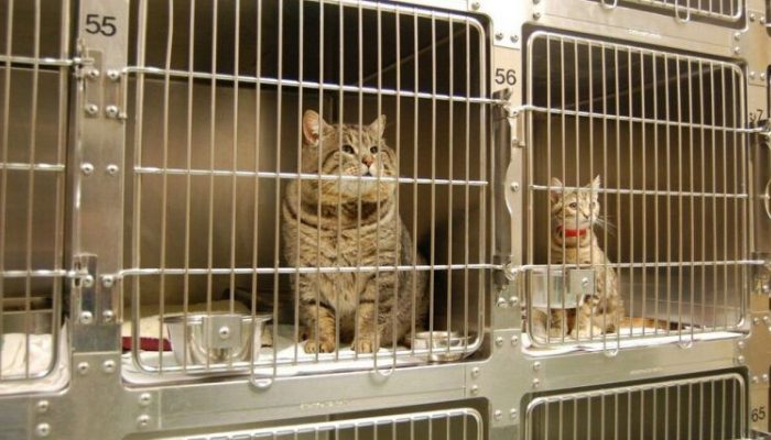 When a long-lost cat is found on the news, a man who has been searching for the feline for a long time is surprised to see his beloved pet