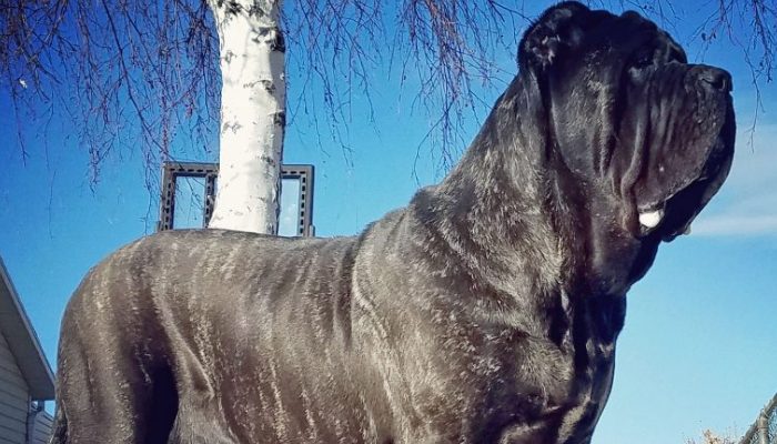 An extinct ancient canine that weighs 180 pounds is available for adoption