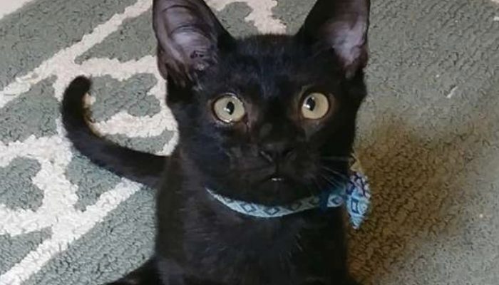 Introducing Aries, a rescued feline with spider-like legs