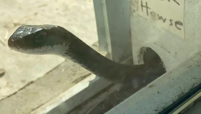 A poisonous snake has taken up residence behind her screen door and has become a very dear companion to her