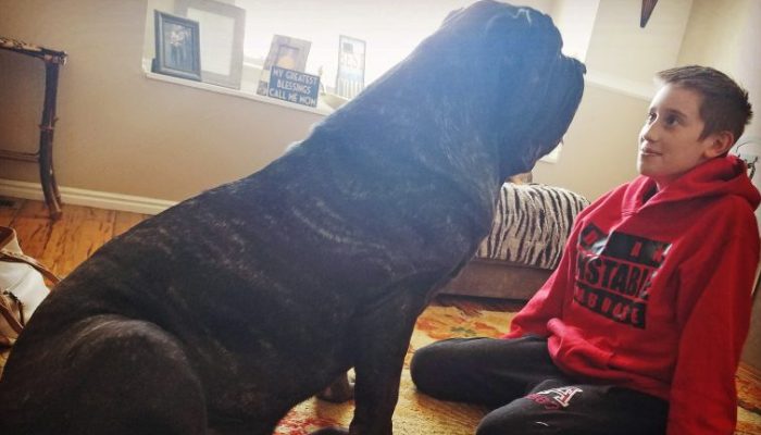 An extinct ancient canine that weighs 180 pounds is available for adoption