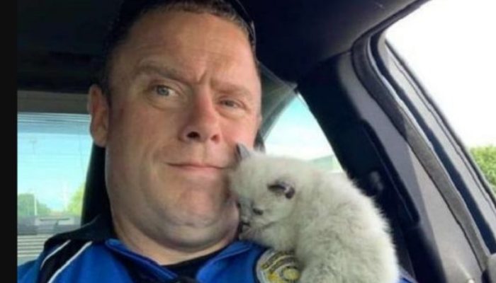 The policeman had no intention of keeping pets, yet he was unable to resist these fluffy lumps