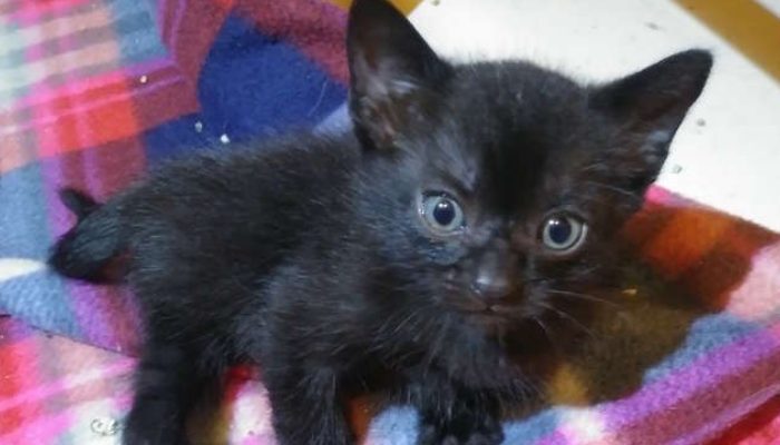 Introducing Aries, a rescued feline with spider-like legs