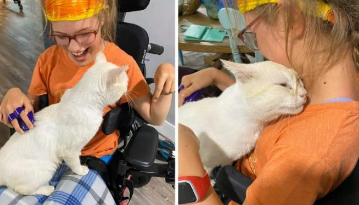 He runs into the arms of the young girl in her wheelchair as soon as the cat knows she has adopted him