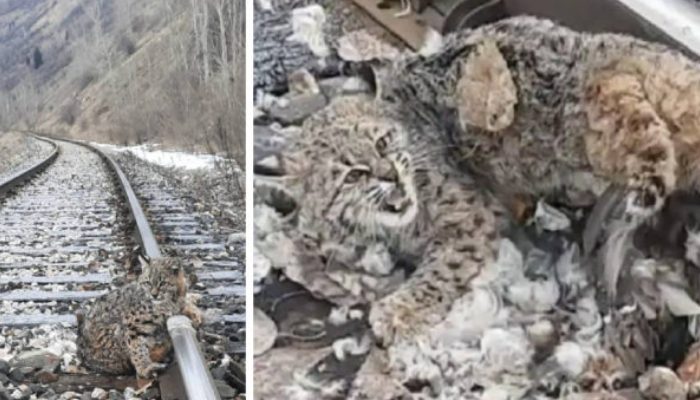 Minutes before the train passed by, brave members of the railway crew managed to free a frozen lynx off the tracks