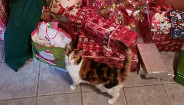 Luna enjoys Christmas and New Year's Eve more than any other time of year