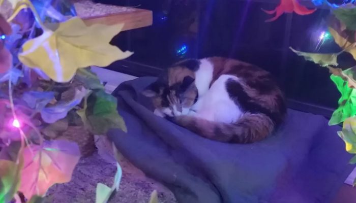 Luna enjoys Christmas and New Year's Eve more than any other time of year