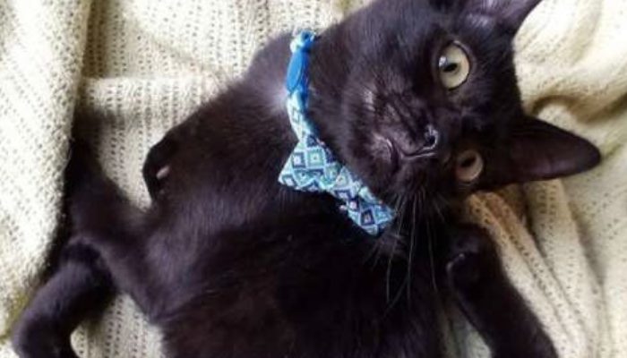 Introducing Aries, a rescued feline with spider-like legs