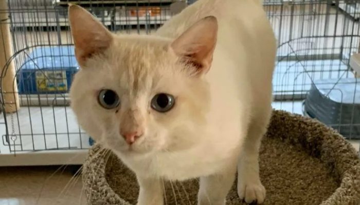 He runs into the arms of the young girl in her wheelchair as soon as the cat knows she has adopted him