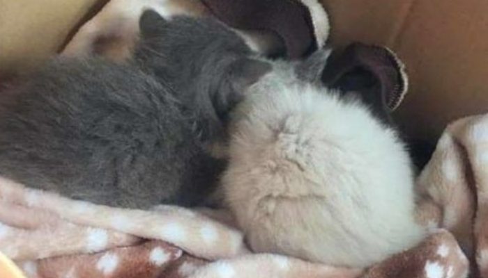 The policeman had no intention of keeping pets, yet he was unable to resist these fluffy lumps