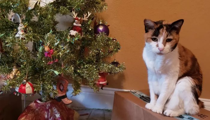 Luna enjoys Christmas and New Year's Eve more than any other time of year