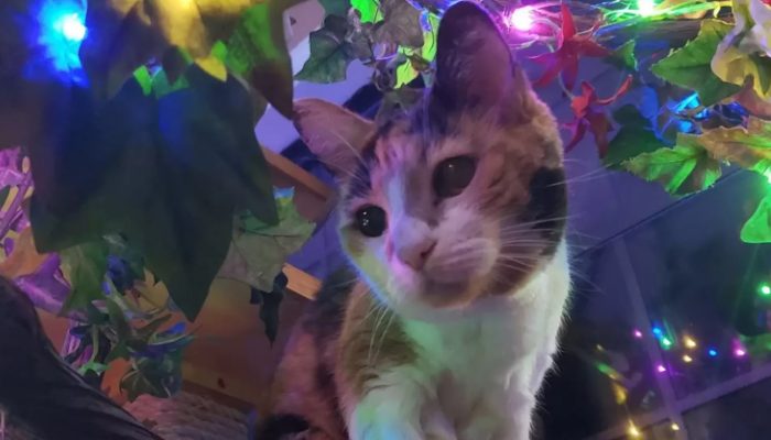 Luna enjoys Christmas and New Year's Eve more than any other time of year