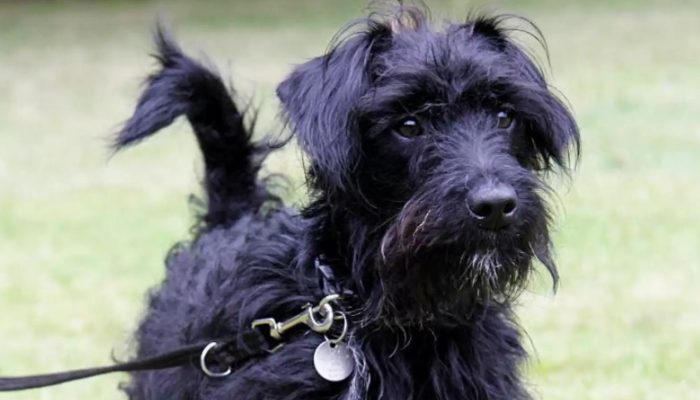 When a dog's family chooses to retain him, it's difficult for the shelter to find him a new home