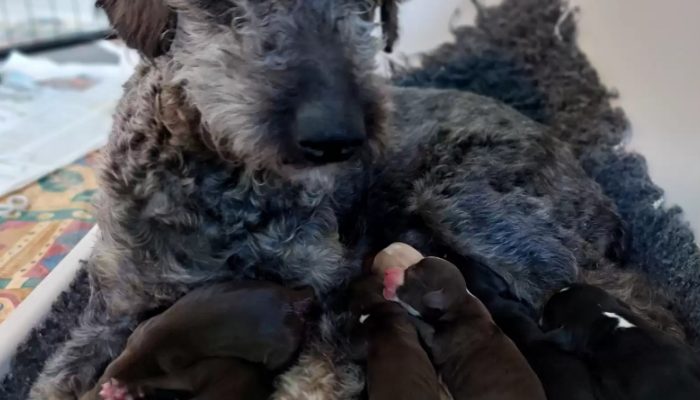 Incredibly, a rescue dog has just brought into the world a litter of colossal puppies