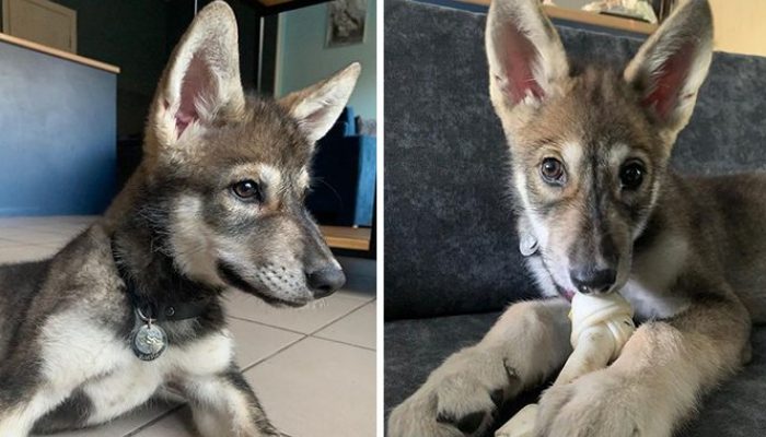When a mother wolf pup was discarded, a kind young woman took her in and nurtured her as her own