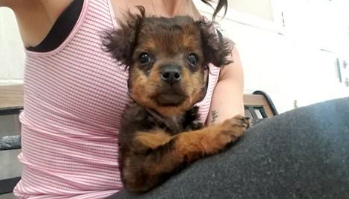 After refusing to put down a paralyzed dog for many hours, the doctor is met with an unexpected revelation