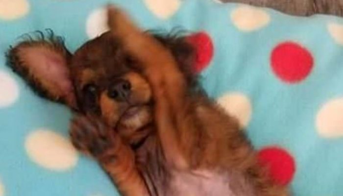 After refusing to put down a paralyzed dog for many hours, the doctor is met with an unexpected revelation