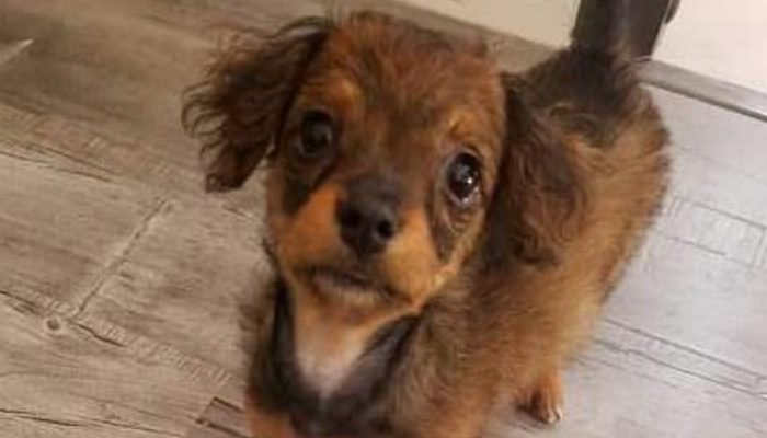 After refusing to put down a paralyzed dog for many hours, the doctor is met with an unexpected revelation