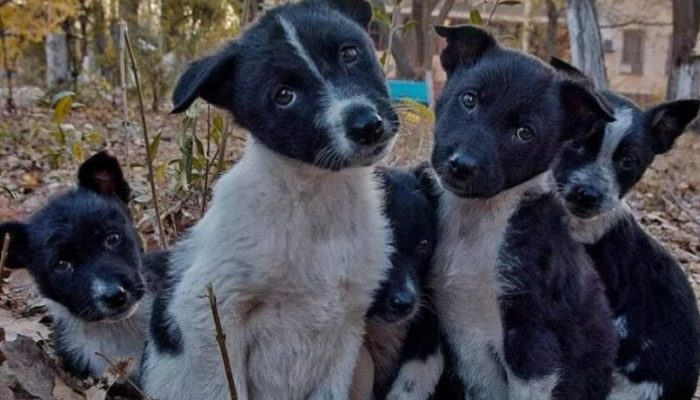 By the time the mother dog arrived to the vehicle, her nine pups had been taken from her and were on the verge of being abandoned on the street