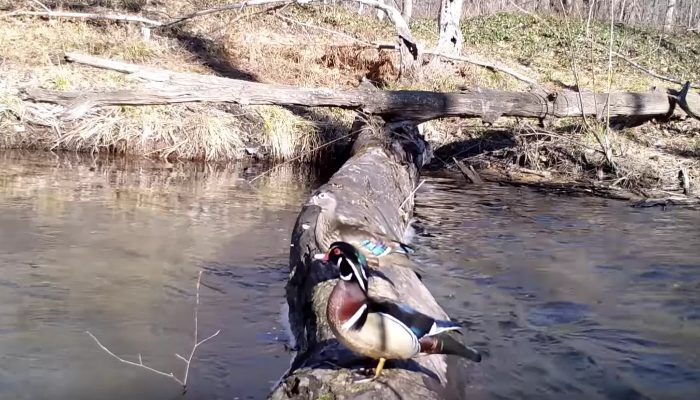 Surveillance cameras record every animal that passes their little bridge