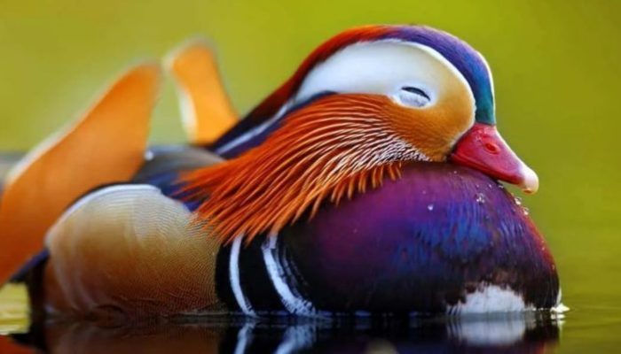 The mandarin duck, one of the most common ducks in the world, is an excellent subject for study and photography
