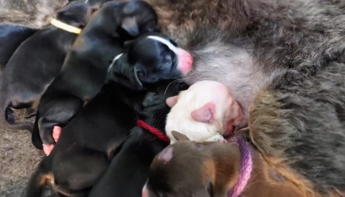 Incredibly, a rescue dog has just brought into the world a litter of colossal puppies