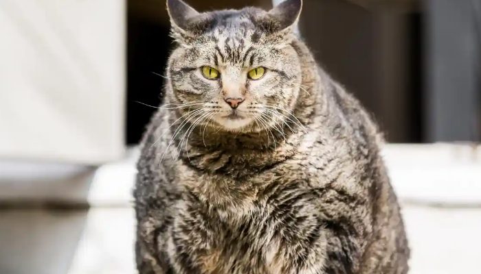 When a long-lost cat is found on the news, a man who has been searching for the feline for a long time is surprised to see his beloved pet