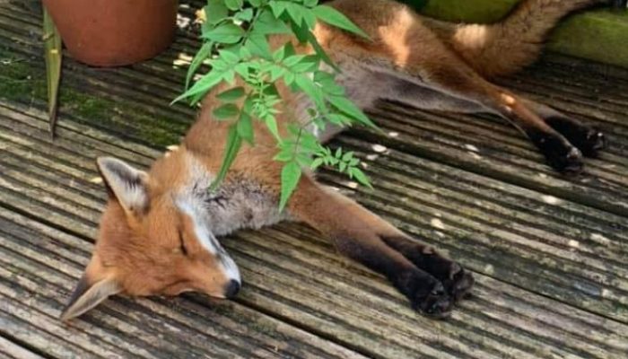 When a baby fox finds a woman's yard, she immediately claims it as hers