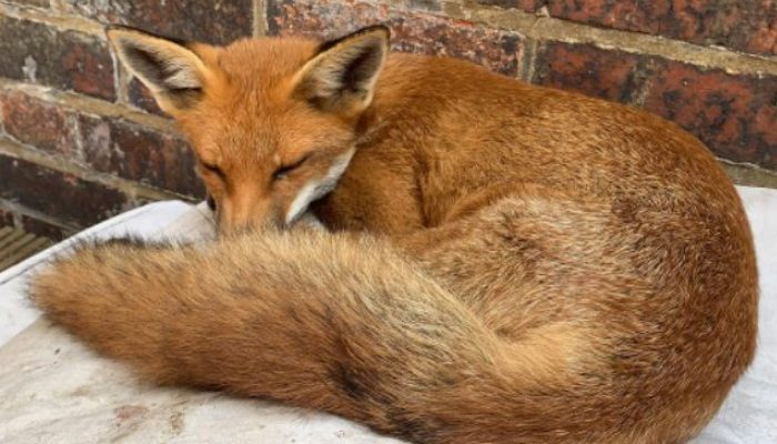 When a baby fox finds a woman's yard, she immediately claims it as hers