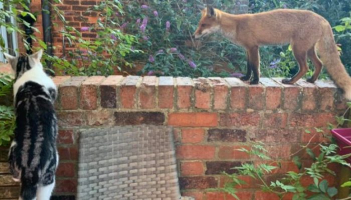 When a baby fox finds a woman's yard, she immediately claims it as hers
