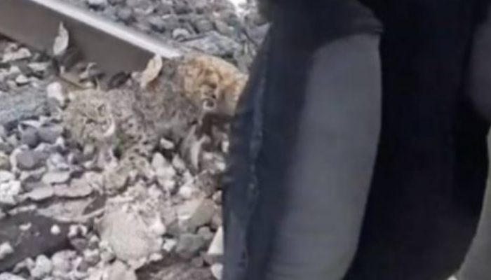 Minutes before the train passed by, brave members of the railway crew managed to free a frozen lynx off the tracks