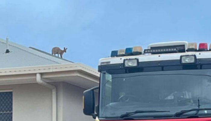 The people who were watching what was going on were baffled as to how the animal had gotten up there