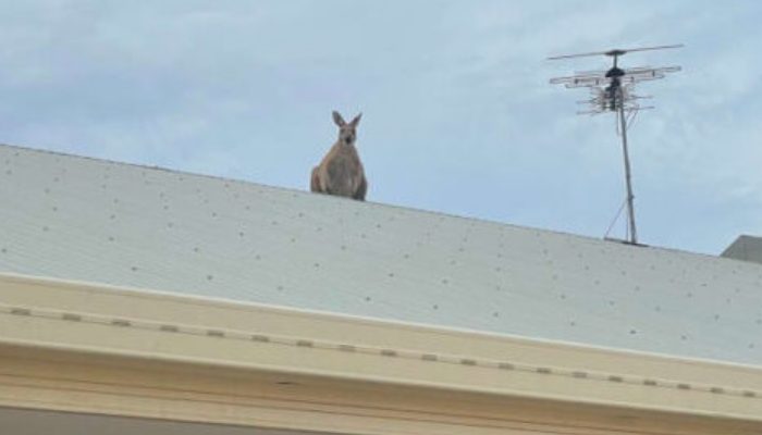 The people who were watching what was going on were baffled as to how the animal had gotten up there