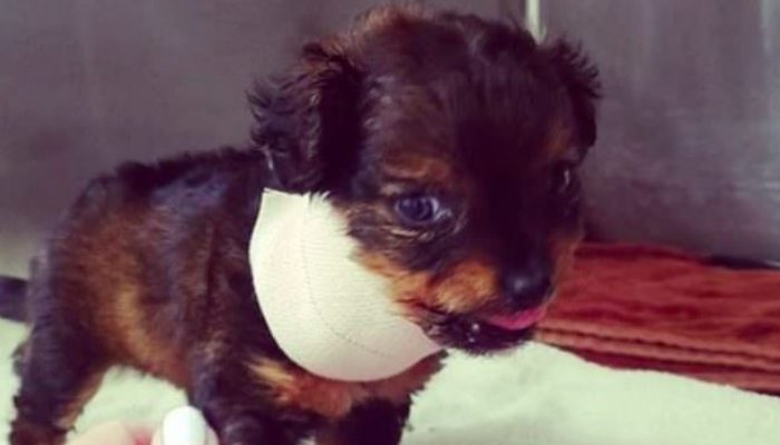 After refusing to put down a paralyzed dog for many hours, the doctor is met with an unexpected revelation