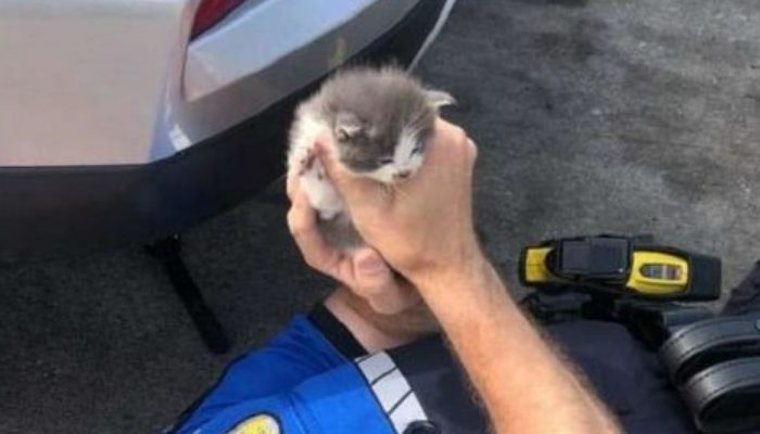 The policeman had no intention of keeping pets, yet he was unable to resist these fluffy lumps