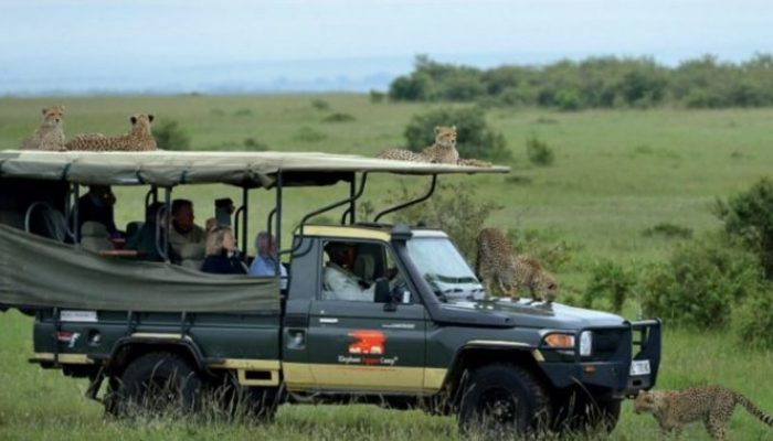 A cheetah meets a man as he enters a safari vehicle, where he will spend the night