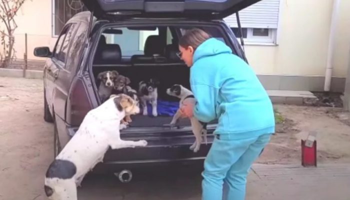 By the time the mother dog arrived to the vehicle, her nine pups had been taken from her and were on the verge of being abandoned on the street
