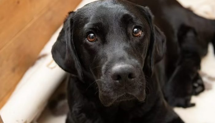 As a result of this dog's pregnancy, 10 pups were born, forming an exceedingly rare litter of Labrador retrievers with diverse coat colors