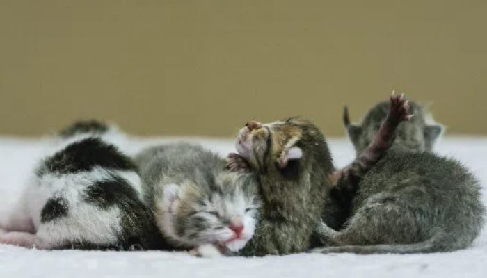 A mother and father kittens were located in the stream behind the house where they were born and were rescued by the volunteers