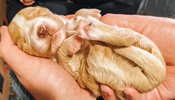 Incredibly, a rescue dog has just brought into the world a litter of colossal puppies