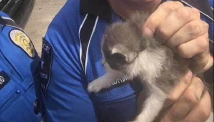 The policeman had no intention of keeping pets, yet he was unable to resist these fluffy lumps