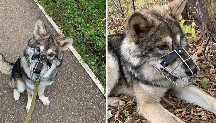 When a mother wolf pup was discarded, a kind young woman took her in and nurtured her as her own