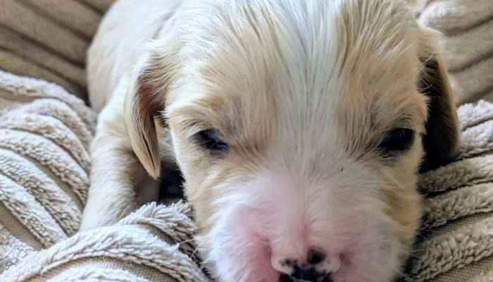 Incredibly, a rescue dog has just brought into the world a litter of colossal puppies