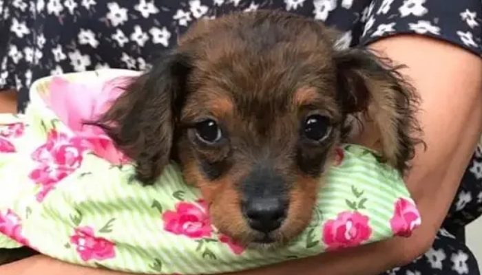 After refusing to put down a paralyzed dog for many hours, the doctor is met with an unexpected revelation